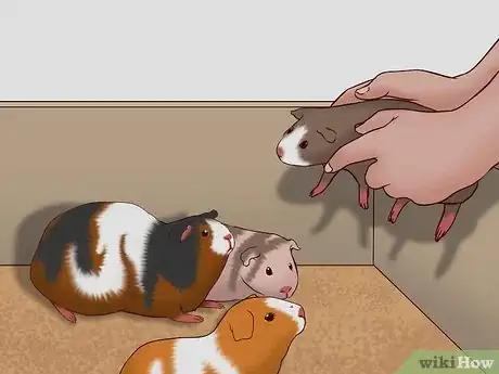 Image intitulée Care for a Pregnant Guinea Pig Step 43