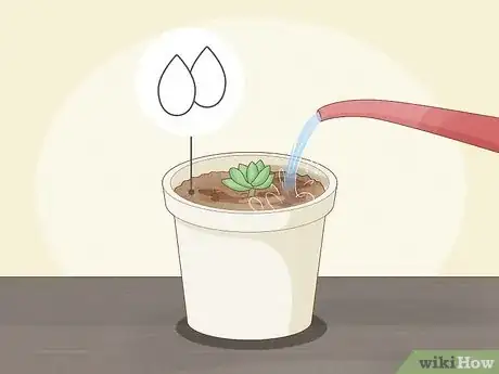 Image intitulée Propagate Succulents from Leaves Step 13