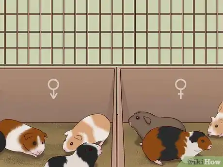 Image intitulée Care for a Pregnant Guinea Pig Step 45