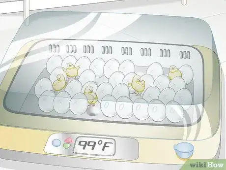 Image intitulée Use an Incubator to Hatch Eggs Step 25