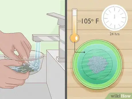 Image intitulée Grow Parsley Step 5