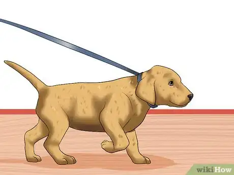 Image intitulée Obedience Train Your Puppy Before It's 10 Weeks Old Step 10