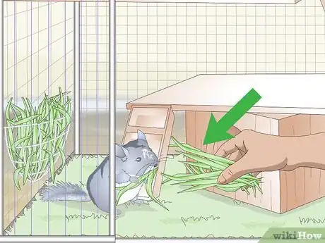 Image intitulée Care for Chinchillas Step 10