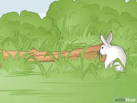 Image intitulée Hunt Rabbit Step 7