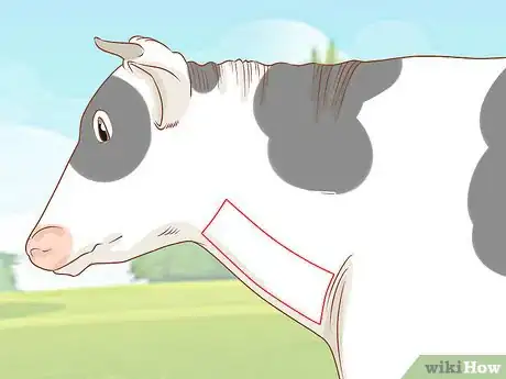 Image intitulée Give Cattle Injections Step 27