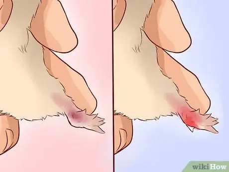 Image intitulée Treat Your Hamster's Broken Leg Step 2