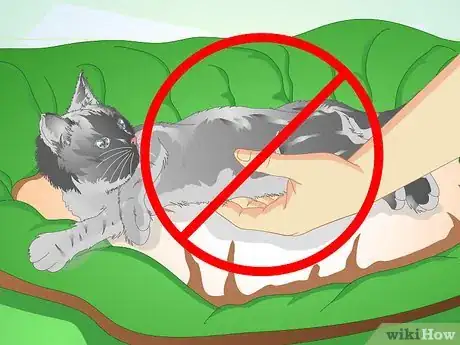 Image intitulée Care for Your Cat After Neutering or Spaying Step 10