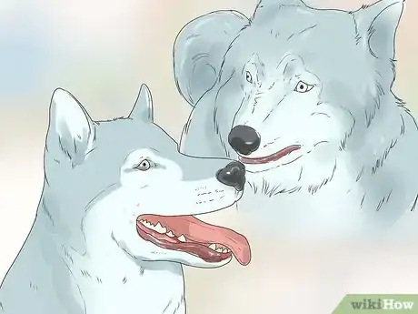Image intitulée Train and Care for Your New Siberian Husky Puppy Step 14