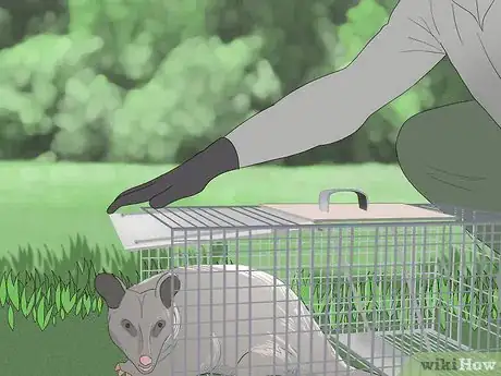 Image intitulée Trap a Possum Step 9