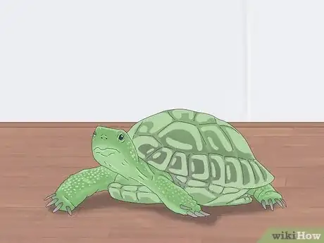 Image intitulée Pet a Turtle Step 10