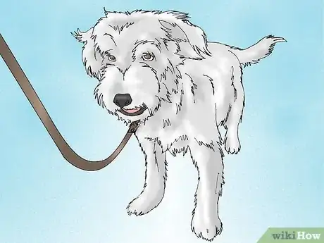 Image intitulée Get a Urine Sample from a Male Dog Step 7