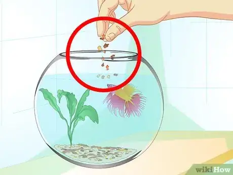 Image intitulée Care for a Betta Fish in a Vase Step 6