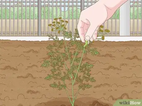 Image intitulée Grow Dill Step 11