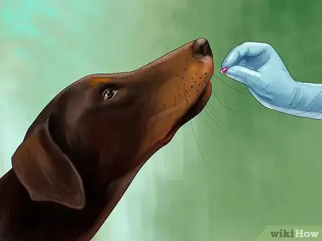 Image intitulée Care for Doberman Pincshers Step 13