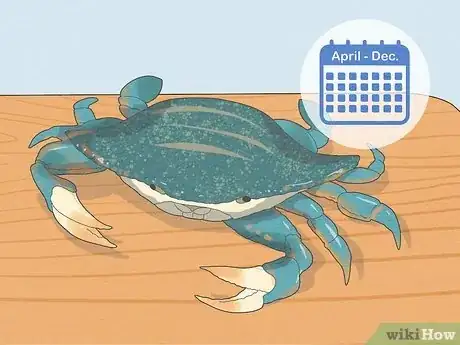 Image intitulée Eat a Maryland Blue Crab Step 1