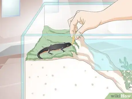 Image intitulée Care for Salamanders Step 16
