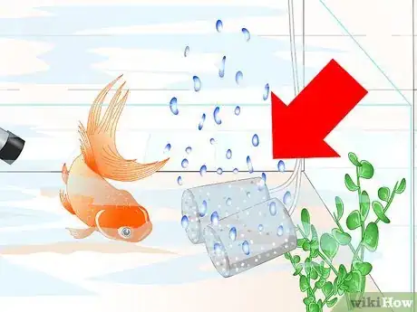 Image intitulée Cure Goldfish Ich Step 5