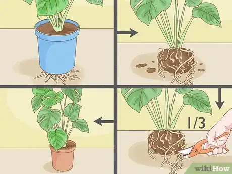 Image intitulée Trim a Monstera Deliciosa Step 6