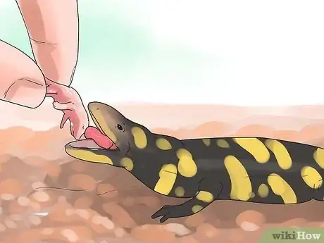 Image intitulée Care for Salamanders Step 14