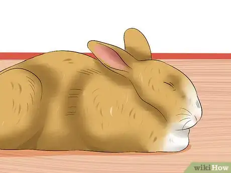 Image intitulée Treat Digestive Problems in Rabbits Step 3