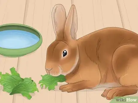 Image intitulée Treat Diarrhea in Rabbits Step 14
