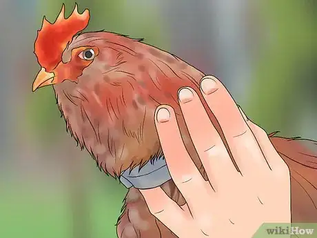 Image intitulée Stop a Rooster from Crowing Step 12