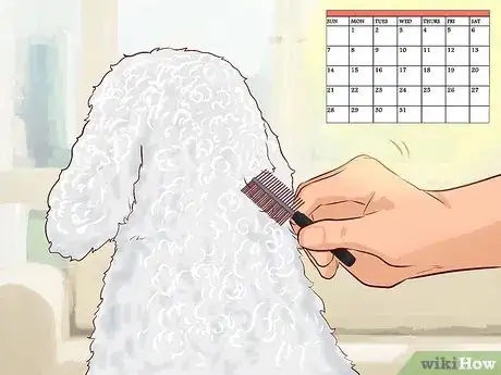 Image intitulée Care for a Toy Poodle Step 6