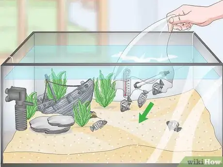 Image intitulée Set up a Tropical Freshwater Aquarium Step 20