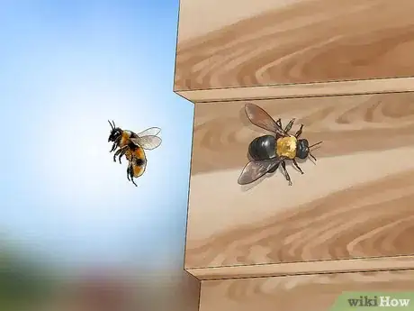 Image intitulée Get Rid of Bees Step 3