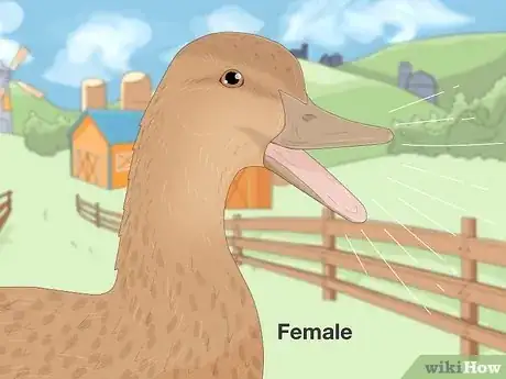 Image intitulée Tell the Difference Between Male and Female Ducks Step 5