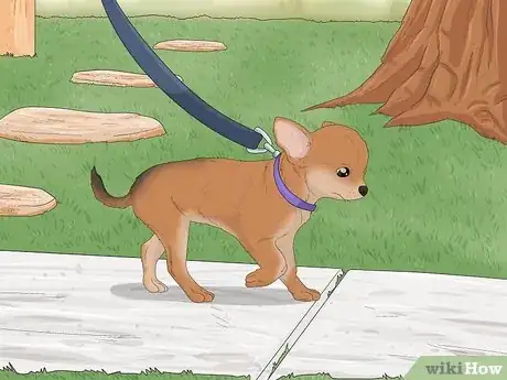 Image intitulée Potty Train a Chihuahua Step 4