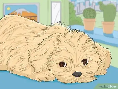 Image intitulée Take Care of a Shih Tzu Step 10