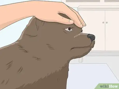 Image intitulée House Train Your Dog Step 12