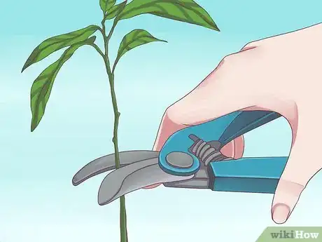 Image intitulée Grow Avocados Step 8