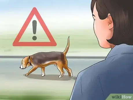 Image intitulée Take Care of a Beagle Puppy Step 17