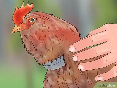 Image intitulée Stop a Rooster from Crowing Step 11