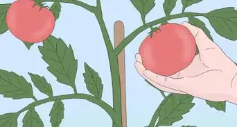 faire pousser des tomates à partir de graines
