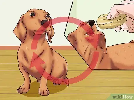 Image intitulée Train Dogs Not to Bark Step 17