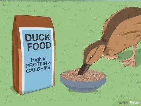 Image intitulée Care for a Pet Duck Step 1