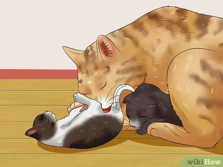 Image intitulée Care for Newborn Kittens Step 10