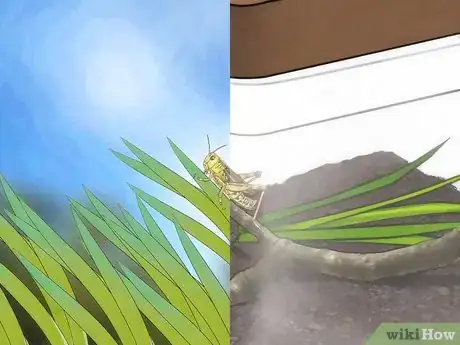 Image intitulée Take Care of a Grasshopper Step 6