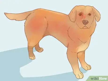 Image intitulée Determine Your Dog's Breed Step 10