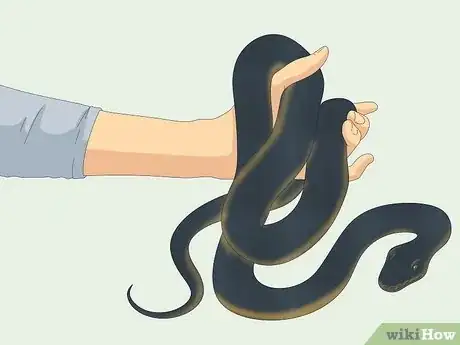 Image intitulée Hold a Snake Step 12