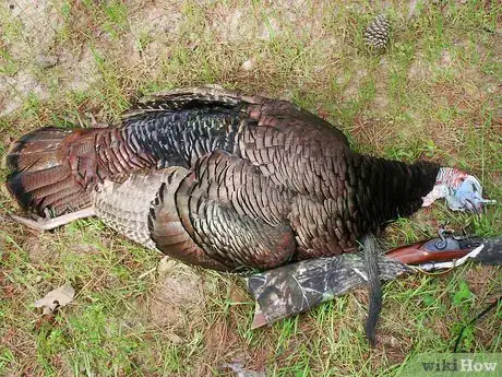 Image intitulée Butcher and Remove the Pin Feathers of a Turkey Step 1