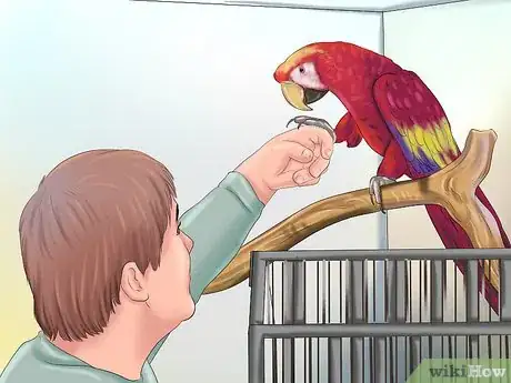 Image intitulée Train a Bird to Step on Your Finger Step 11