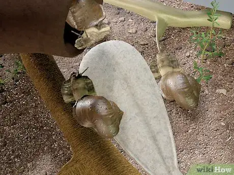 Image intitulée Care for Snails Step 5