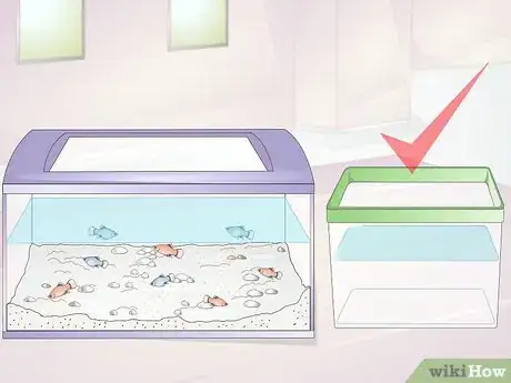 Image intitulée Take Care of Baby Platy Fish Step 3