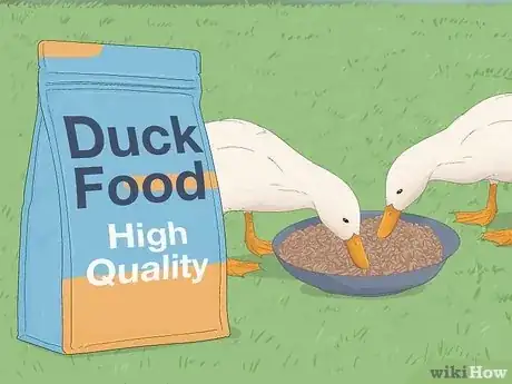 Image intitulée Care for a Pet Duck Step 6