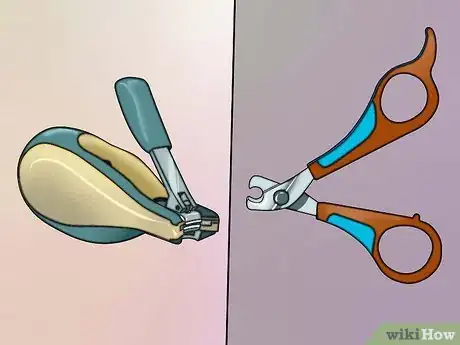 Image intitulée Cut Guinea Pig Claws Step 1