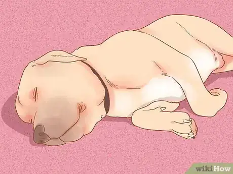 Image intitulée Care for a Dog After It Has Just Vomited Step 1